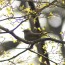Japanese Traditional Beauty Secret “Bush Warbler’s Droppings”