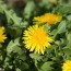 How to Eat Dandelion in Japan