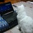 If There Was an Internet Forum in Cats World, the Topic Threads Would be…