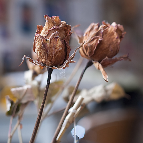 Dried Flower Girls