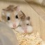 Cute and Funny Hamster Videos
