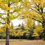 [Photoblog] Ginkgo Trees Street in Todaiji Temple