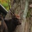 [Photoblog] King in Nara Park