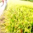 [Photoblog] Walking in Rice Fields～♪