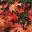 Maple Leaf Tempura?