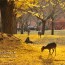[Photoblog] Line of Deers♪