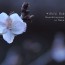 [Photoblog] A Flower of Shiki-Sakura