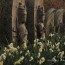 [Photoblog] Daffodils
