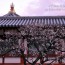 [Photoblog] Plum Flowers of Yakushiji Temple