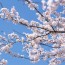Why Japanese People Love Cherry Blossom So Much?