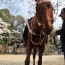 [Photoblog] Horse in a Festival～