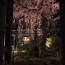 [Photoblog] Overhanging Cherry Blossom in Senshoji Temple