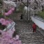 [Photoblog] A Temple with Many Cherry Trees