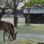 [Photoblog] Todaiji Temple in Spring