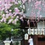 [Photoblog] Miwaza-Ebisu Shrine After Spring Festival