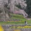 [Photoblog] Matabe Cherry Tree in Ouda Town