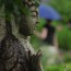 [Photoblog] Smiling Statue in the Rainy Season
