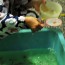 [Photoblog] Goldfish Scooping
