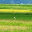 Let’s Find Japanese Crested Ibis in Sado Island