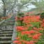 [Photoblog] Cluster Amaryllis around a Temple