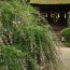 [Photoblog] Shrine with Bush Clover