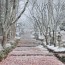 [Photoblog] Keisoku-ji Temple in Winter