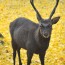 [Photoblog] Beautiful Deer in Nara Park