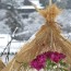 [Photoblog] Winter Tree Peony in Hase-dera Temple