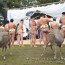 [Photoblog] Child Sumo Wrestlers and Deer