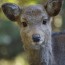 [Photoblog] Beautiful Deer