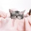 Send Cute Picture and Win a Prize! Cat Picture Contest 2013