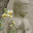 [Photoblog] Statue of Buddha and Daffodils