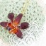 Glass Coating Fresh Flower Pendant Necklace Accessories Orchid 24k Orange