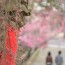 [Photoblog] Seeing Off Visitors of Himuro Shrine