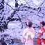 Eyewitness Reports Increasing!  Cosplayers’ Cherry Blossom Viewing Party