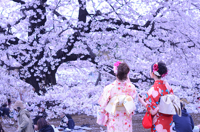 Eyewitness Reports Increasing Cosplayers Cherry Blossom Viewing Party