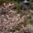 [Photoblog] Shower of Cherry Blossom