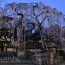 [Photoblog] Himuro Shrine in Spring