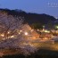 [Photoblog] Sakura & Ishibutai Burial Mound