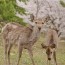 [Photoblog] Mum and Child～♪