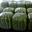 Fancy One of Those?  Square Watermelon from Japan!!