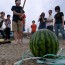 What is the Origin of Suika-wari or Watermelon Cracking of Japan?
