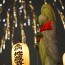 [Photoblog] Jizo-Bon Festival