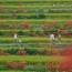 [Photoblog] Rice Terrace in Autumn