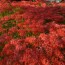 [Photoblog] Temple with Red Spider Lily