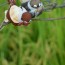 [Photoblog] Two Little Sparrows Appreciating Rice Field