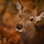 [Photoblog] Pretty Deer in Nara♡