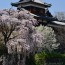 [Photoblog] Spring Has Come to Yamatokoriyama Castle