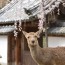 [Photoblog] Todaiji-Temple and Deer on a Spring Day