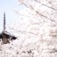 [Photoblog] Chery Blossoms and Horyuji-Temple